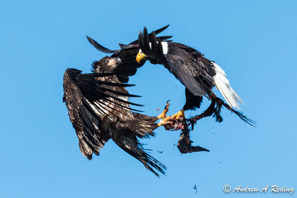 midair food fight between adult and immature bald eagles by Andrew Reding is licensed under CC BY-NC-ND 2.0